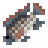 Blue Tilapia