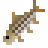Elongate Tigerfish