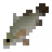 Nile Perch