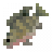 Redbelly Tilapia