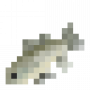 fish_australianbass.png