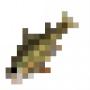 fish_europeanperch.png