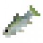 fish_americanshad.png