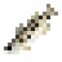 fish_spottedseatrout.png