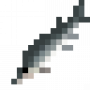 fish_belugasturgeon.png