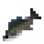 fish_silverperch.png