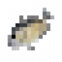bait_spottail_pinfish.png
