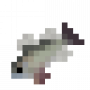 fish_estuaryperch.png