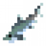 fish_silvertipshark.png