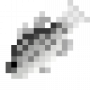 fish_whitebass.png