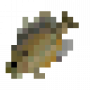 fish_spottedsunfish.png